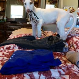 Ibizan Hound Puppies from L-Wynd / DavaL-Wynd Ibizans