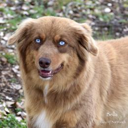 Bella - Miniature Australian Shepherd