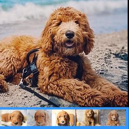 Goldendoodle Puppies from Kzoo Goldendoodles