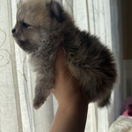 French Bulldog and Pomeranian Puppies from Couture_frenchies