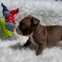 Rocky - Red male Boston Terrier puppy in Manchester, Iowa from Stogdill's Baby Bullies
