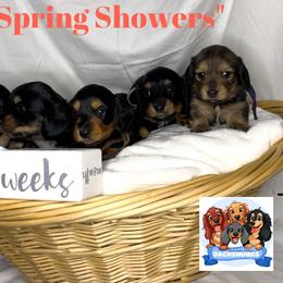 Dachshund Puppies from Shannon Dolly’s Dachshunds