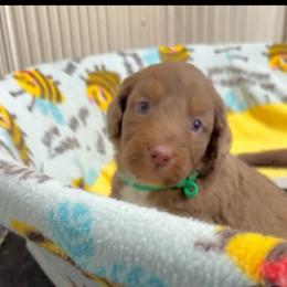 Sofie's Green Boy - Red phantom male Aussiedoodle puppy in Burkesville, Kentucky from Bline’s Awesome Aussies, Aussiedoodles & Doxies at the Bline Family Farm