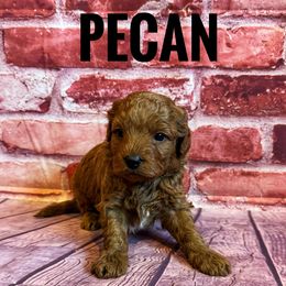 Boy 1 - male Goldendoodle puppy in Bountiful, Utah from Red Brick Doodles