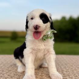 Tilt-a-Ewe - Black and white female Sheepadoodle puppy in Adams, Nebraska from Boxcar Doodles and Poodles