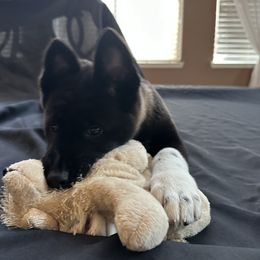 Akita Puppies from Gloe Akita's