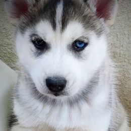 Siberian Husky Puppies from East Inn Huskies