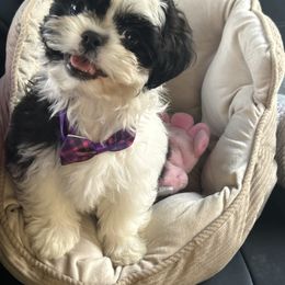 Meadow - Shih Tzu