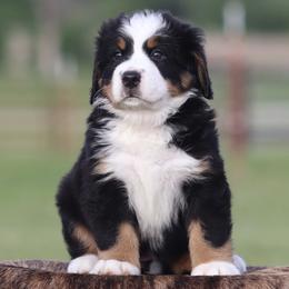 Pink Collar Female - Black rust and white female Bernese Mountain Dog puppy in Collinsville, Texas from Berner Dynasty
