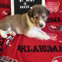 Baker - Sable and white male Collie puppy in Beaver, Oklahoma from Lawson’s Lassies