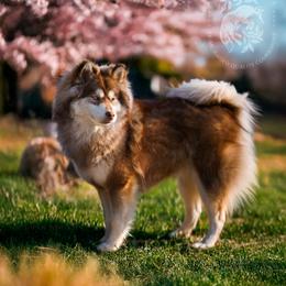 Lavender - Pomsky