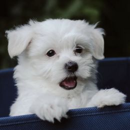 Maltese from River View Maltese