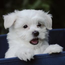 Maltese from River View Maltese