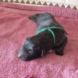 Nola's Green Boy - Black male German Shepherd puppy in Lake George, Colorado from High Country German Shepherds