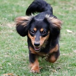 Gracie - Dachshund