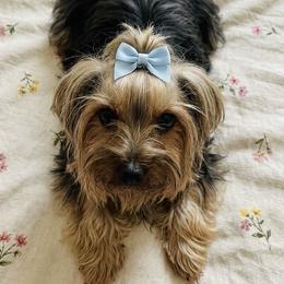 Tokio - Yorkshire Terrier