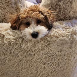 Bernedoodle, Cavapoo, Havanese, and Havapoo Puppies from Lady Paws Puppies - Cassie