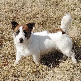 LouLou - Russell Terrier