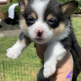 Girl 4 - Black and tan Pembroke Welsh Corgi puppy in Cumming, Georgia from Carter’s Corgis LLC