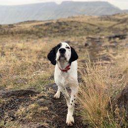 English Setter Puppies from Steens Mountain Setters