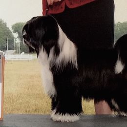 Keeper - Tibetan Terrier