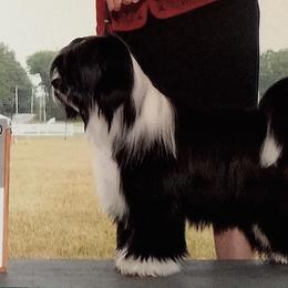 Keeper - Tibetan Terrier