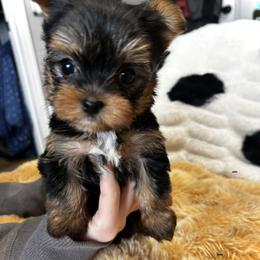 Winter frost - Black and tan female Yorkshire Terrier puppy in Coeur D Alene, Idaho from Cozy Coeur Yorkies