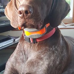 German Shorthaired Pointers from Star Center Kennels