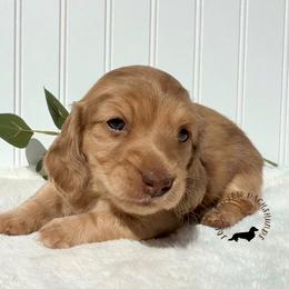 Chocolate Cream Dapple - Dapple female Dachshund puppy in Nampa, Idaho from Long_and_Low_Dachshunds