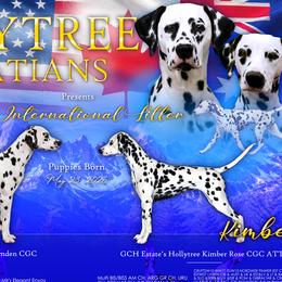 Camden - Dalmatian