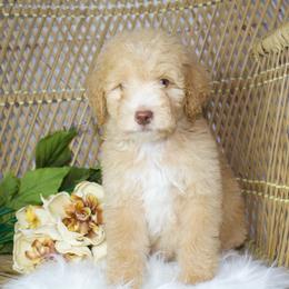 Apricot Male - Red male Aussiedoodle puppy in Belgreen, Alabama from Scott’s Farm Poodles and Doodles