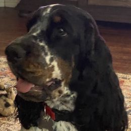 Cambria - English Springer Spaniel