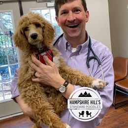 Poodle Puppies from Hampshire Hill’s Standard Poodles