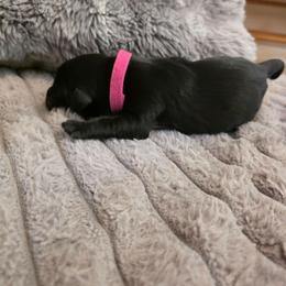 Dark pink - Black female Labrador Retriever puppy in Bartlett, Tennessee from Red Hearts Labradors