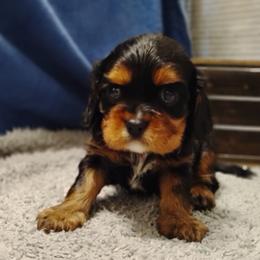 Eshban - Black and tan male Cavalier King Charles Spaniel puppy in Sabetha, Kansas from Apple Blossom Cavaliers