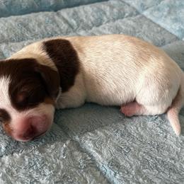 Choc Pie Boy - Chocolate and tan male Dachshund puppy in Giddings, Texas from Big Dream Acres