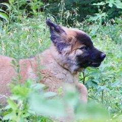Great Pyrenees and Leonberger Puppies from Easter Acres