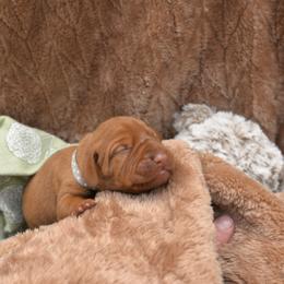 Boy 3 - Golden rust male Vizsla puppy in Lexington, Kentucky from Summit Vizsla (we can deliver to you)