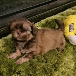 Akc snickers - Chocolate and tan male Shih Tzu puppy in Dexter, Kentucky from Enchanting Shih tzu