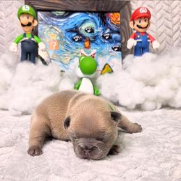 Luigi - Blue fawn male French Bulldog puppy in Denver, Colorado from Mecham Family kennels -MechamFrenchies