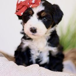 Reign - female Australian Mountain Doodle puppy in Spanish Fork, Utah from Little Puppy Co.