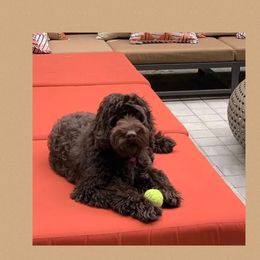 Luna - Australian Labradoodle