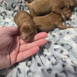 Arctic - Red male Cavapoo puppy in Conklin, Michigan from Lake Michigan Couture Cavapoos & Cockapoos