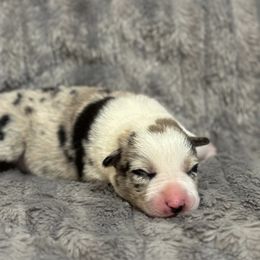 Border Collie Puppies from Wandering Meadows Farm