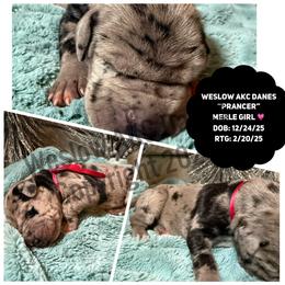 Prancer - Merle female Great Dane puppy in Dundee, Michigan from Weslow AKC Danes