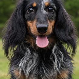 Lennox - Dachshund