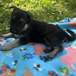 Harley - Black and tan male German Shepherd puppy in Perkasie, Pennsylvania from Twila Ruth Herot