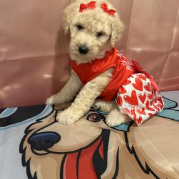 Allie - White female Poodle puppy in Mobile, Alabama from Semmy’s Standard Poodle LLC