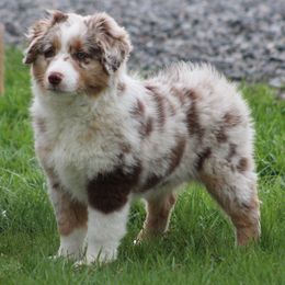 Abby - Red merle Miniature American Shepherd puppy in Lewistown, Ohio from Maple Lane Miniature American Shepherd