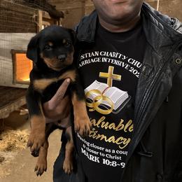 Rottweiler Puppies from Bella Bowe Champion Import Rottweilers